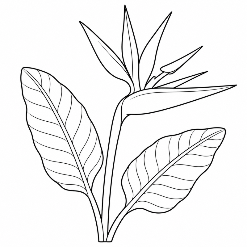 Desenho para colorir de uma estrelícia com flor alongada e folhas largas de nervuras simples
