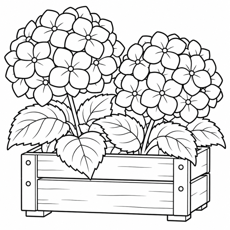 Desenho para colorir de hortênsias com folhas largas plantadas em um caixote de madeira